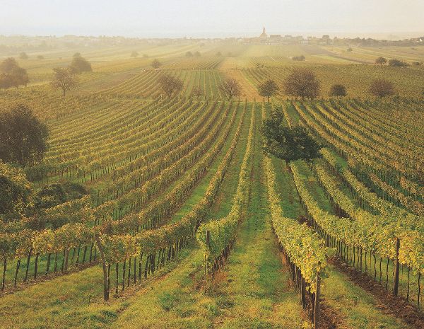 Vignoble au Burgenland