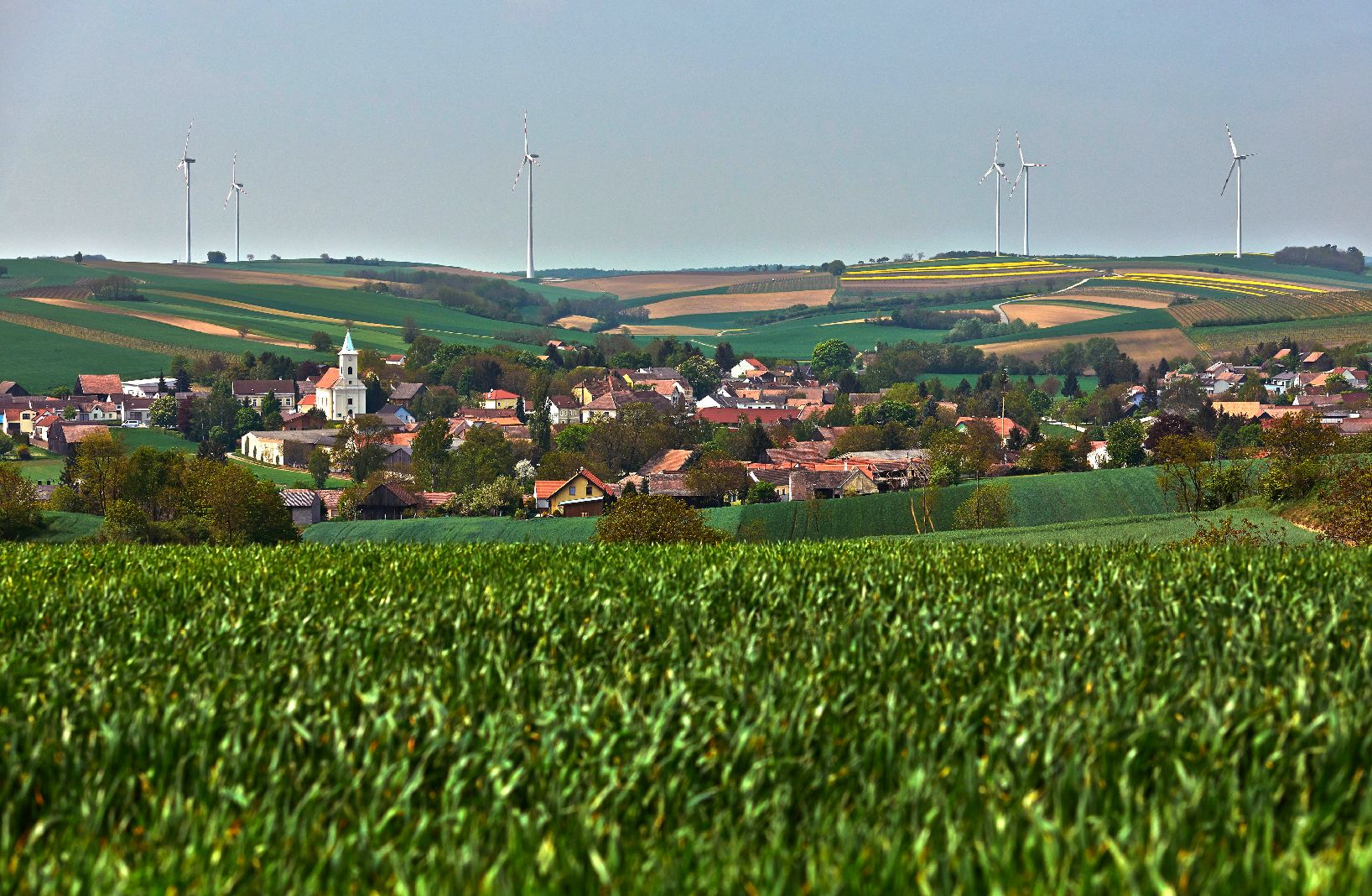 Champ de maïs et éoliennes