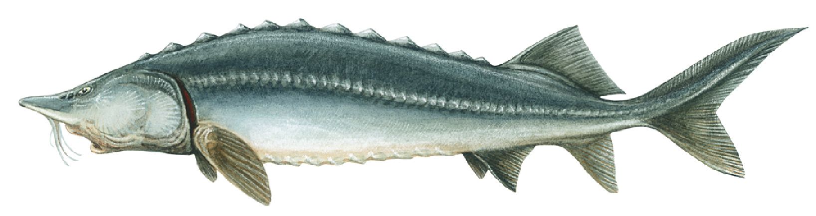 Picture of a sturgeon